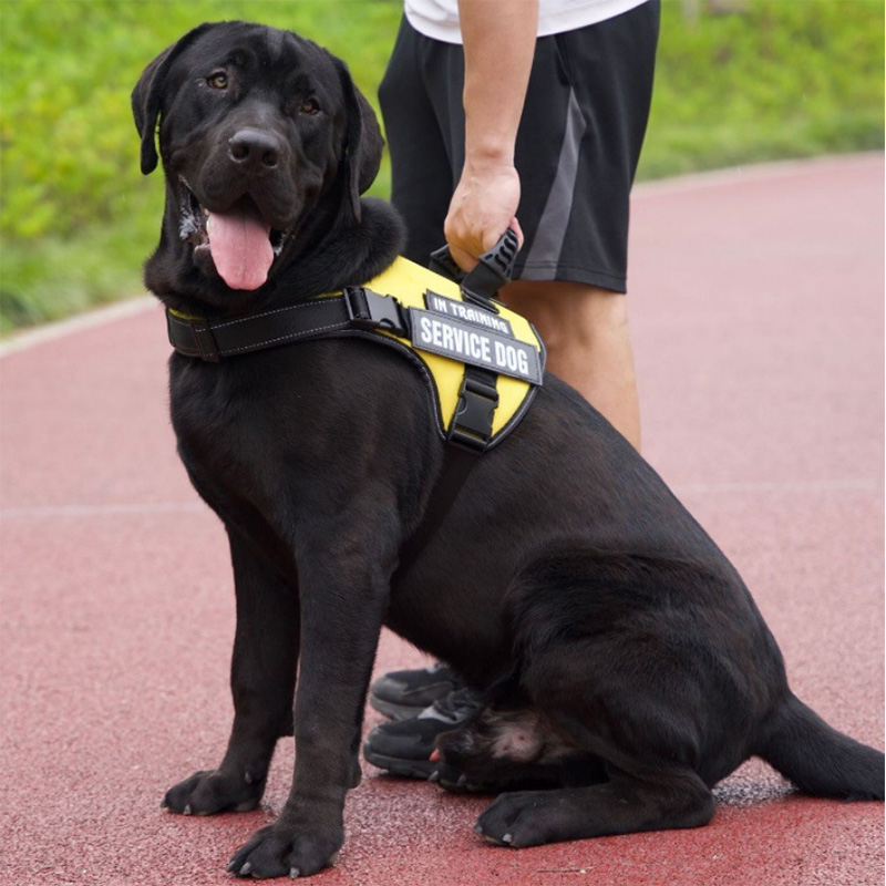 Customizable Private Label Strong and Durable Dog Harness with Handle